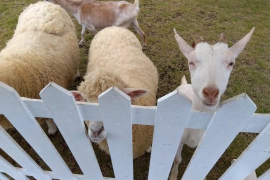 ふれあい移動動物園