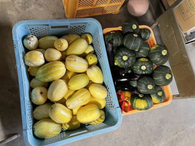 夏野菜ウリ科祭り もっとドモシカを知る ドモシカハウス 高松の圧倒的高性能 低価格注文住宅 新築住宅を建てるなら