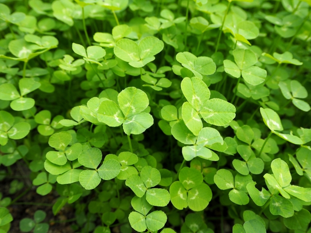 お庭のグラウンドカバーにおススメな植物 いえとち本舗の新築 蒲郡 豊川 豊橋 岡崎 西尾 安城 幸田